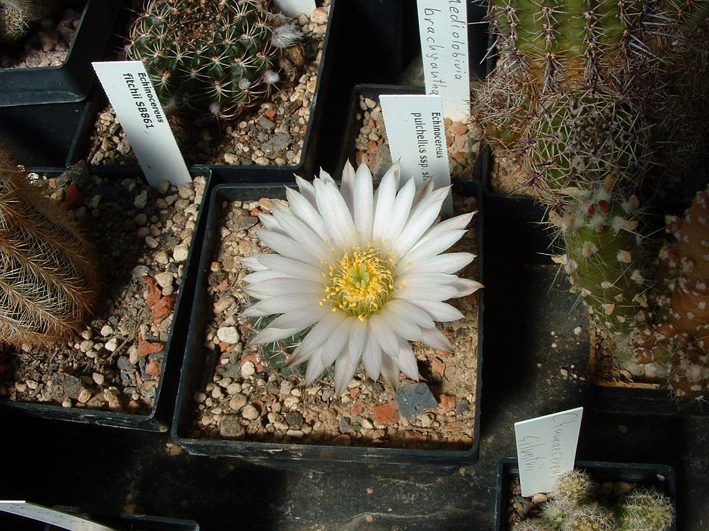 Echinocereus pulchellus ssp.sharpii San Roberto.JPG